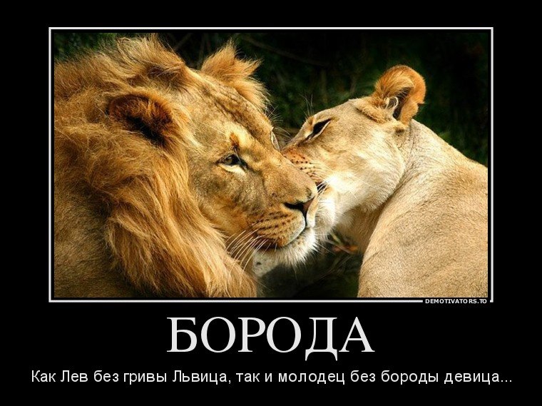 Лев будет твоим. Лев и львица. Статусы про Льва и львицу. Картина Лев и львица. Львы любовь.